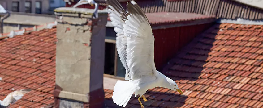 Residential Chimney Animal Removal Solution in Cedar City, UT