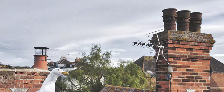 Chimney Cleaning And Restoration in Cedar City, Utah